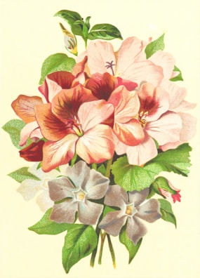A bouquet of vibrant flowers with large petals in shades of pink, red, and white, accented with lush green leaves. The floral arrangement appears delicate and intricate, capturing a sense of natural beauty.