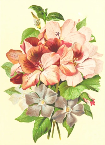 A bouquet of vibrant flowers with large petals in shades of pink, red, and white, accented with lush green leaves. The floral arrangement appears delicate and intricate, capturing a sense of natural beauty.