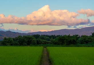 green grass field under blue sky and white clouds during daytime