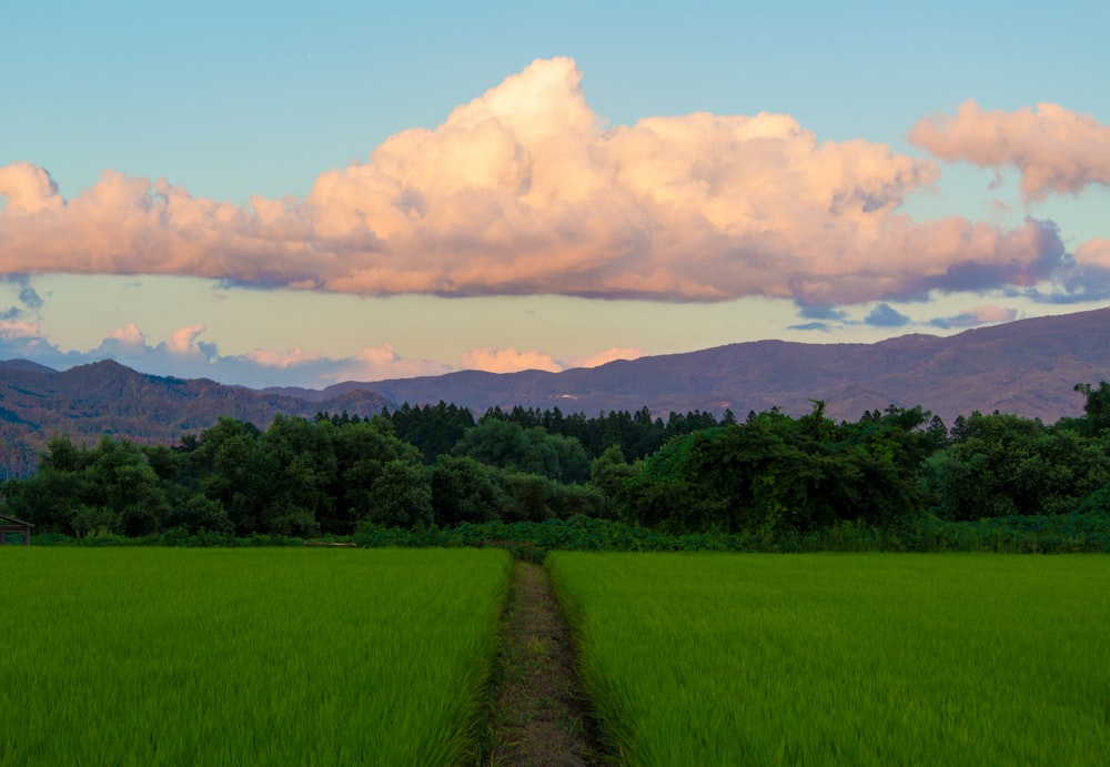 green grass field under blue sky and white clouds during daytime