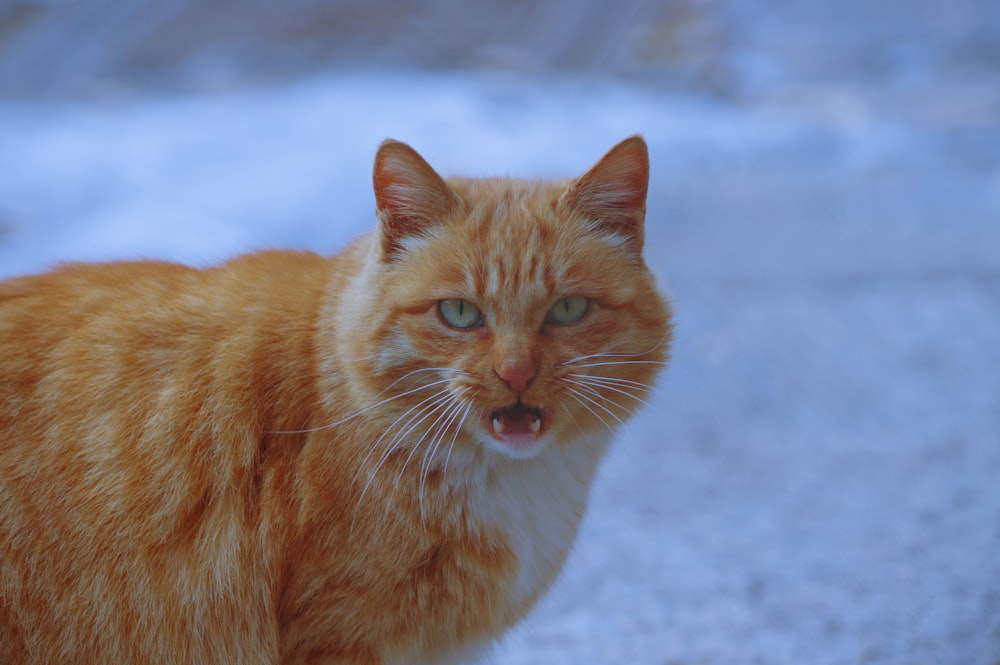 orange tabby cat on snow covered ground