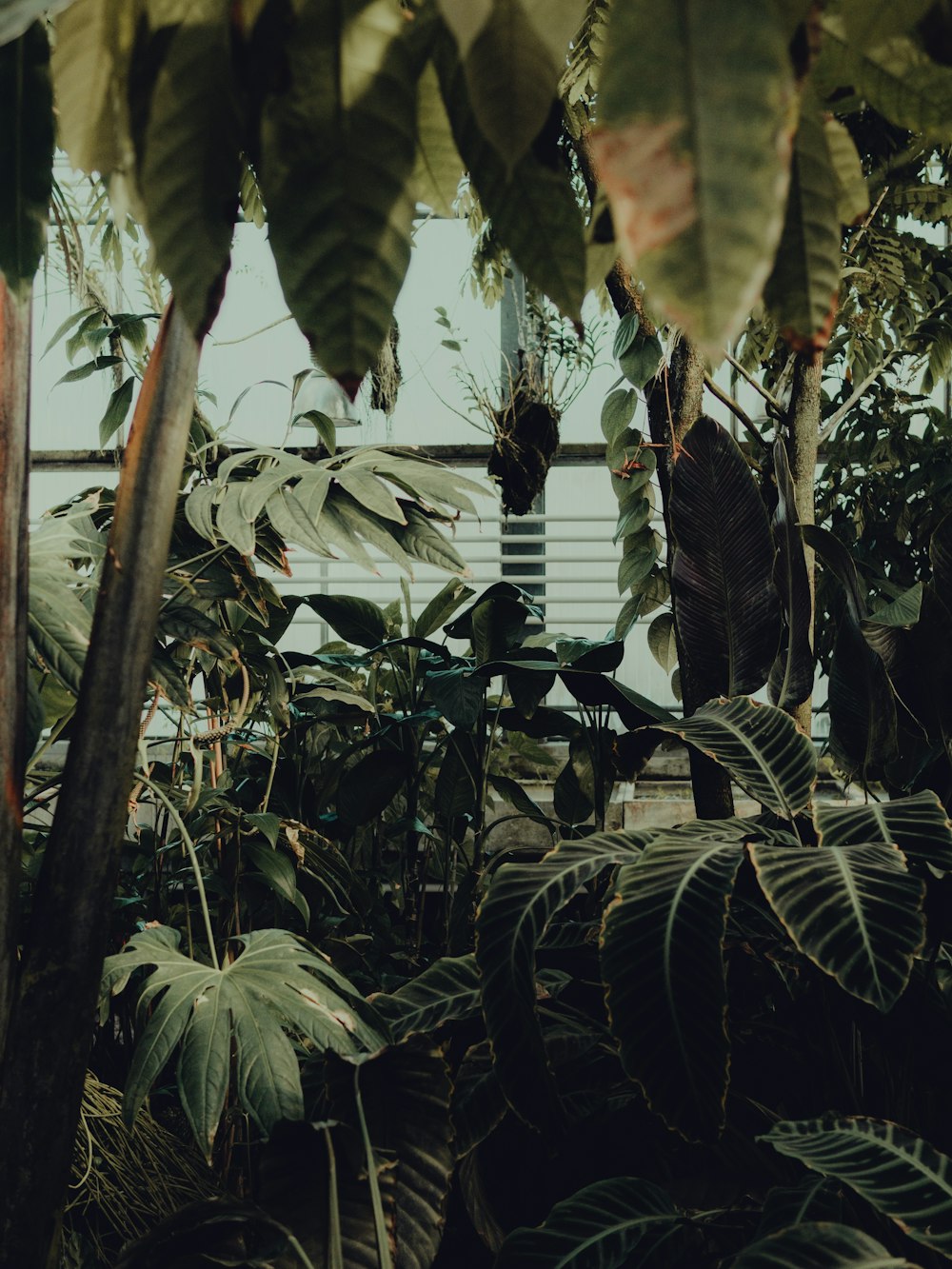 green banana tree near white wooden fence during daytime