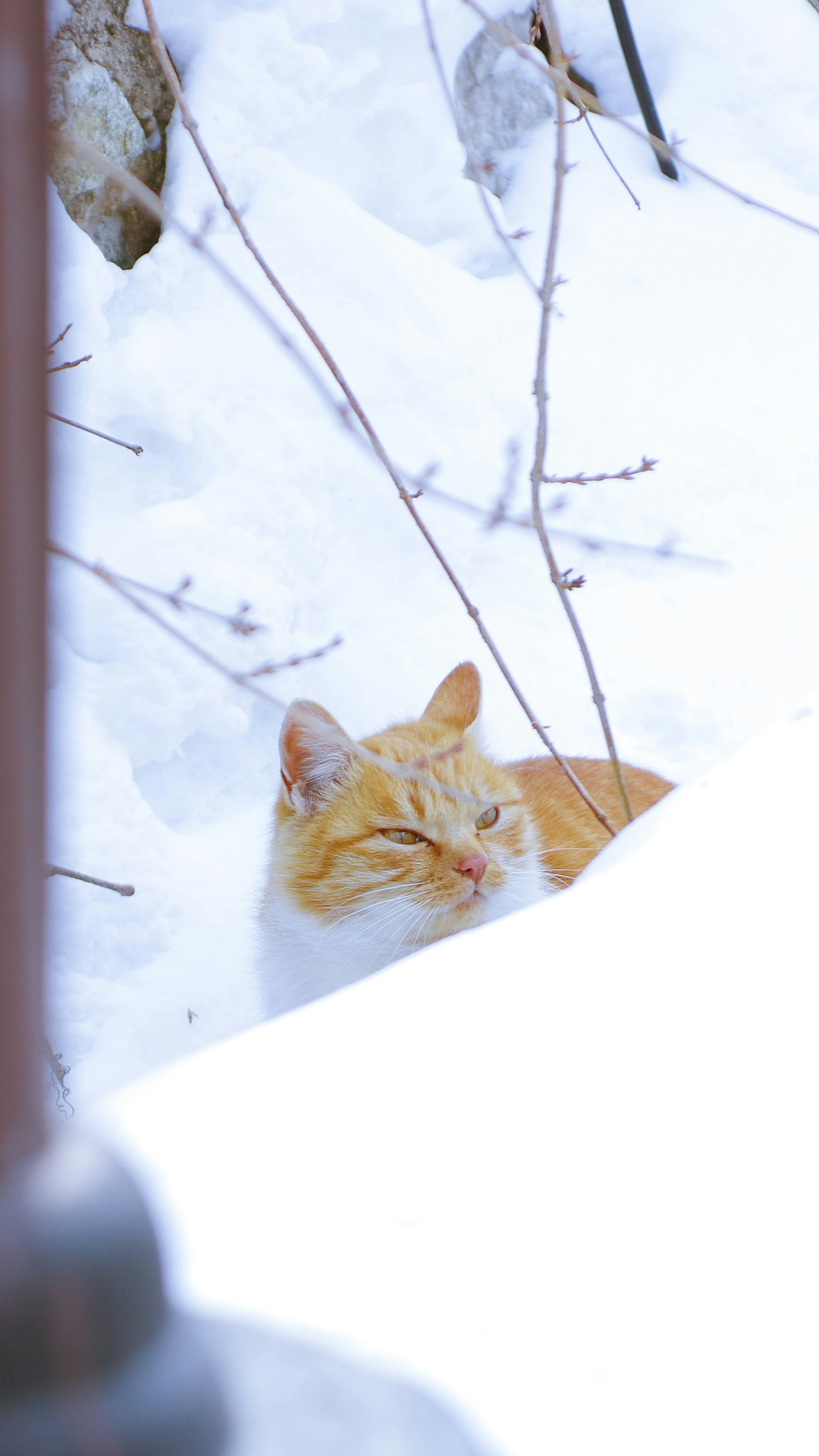 Photo by amikacin