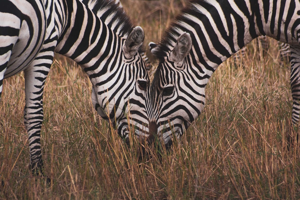 zebra on brown grass field during daytime