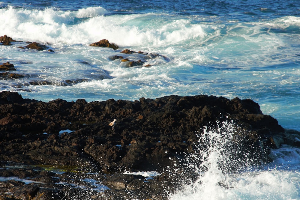 ocean waves crashing on rocky shore during daytime