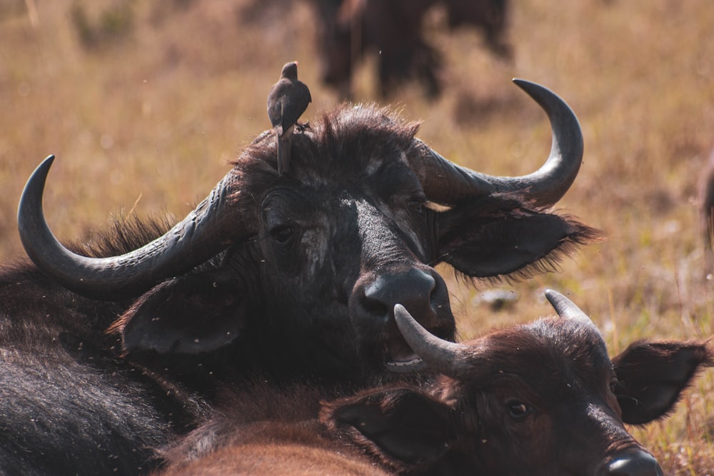 black water buffalo on brown grass field during daytime