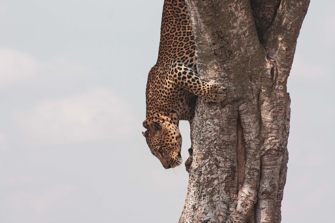 leopard on brown tree trunk