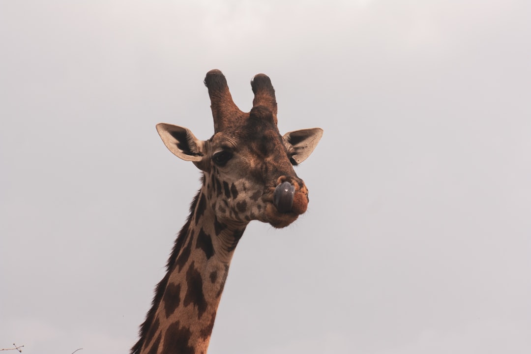 brown giraffe under white sky during daytime