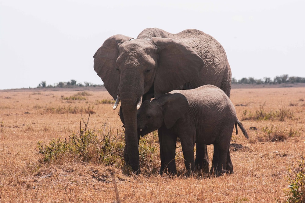 brown elephant walking on brown field during daytime