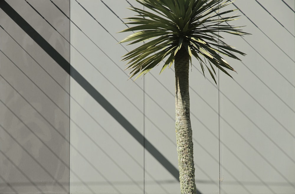 green palm tree near white building