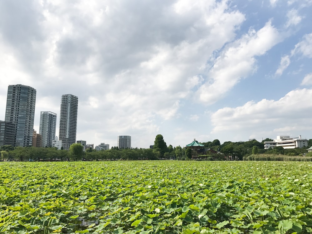 green grass field near city buildings under white clouds during daytime