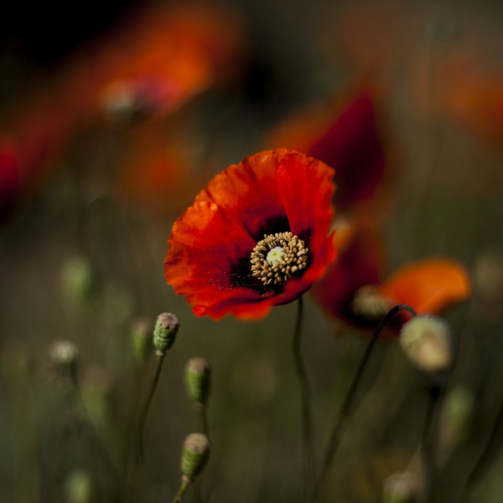 red poppy in bloom during daytime