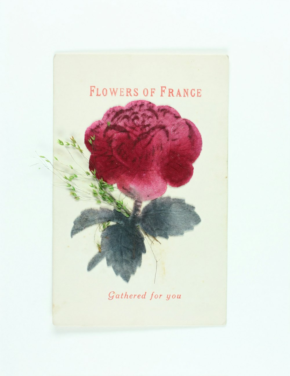 red rose with happy mothers day greeting card