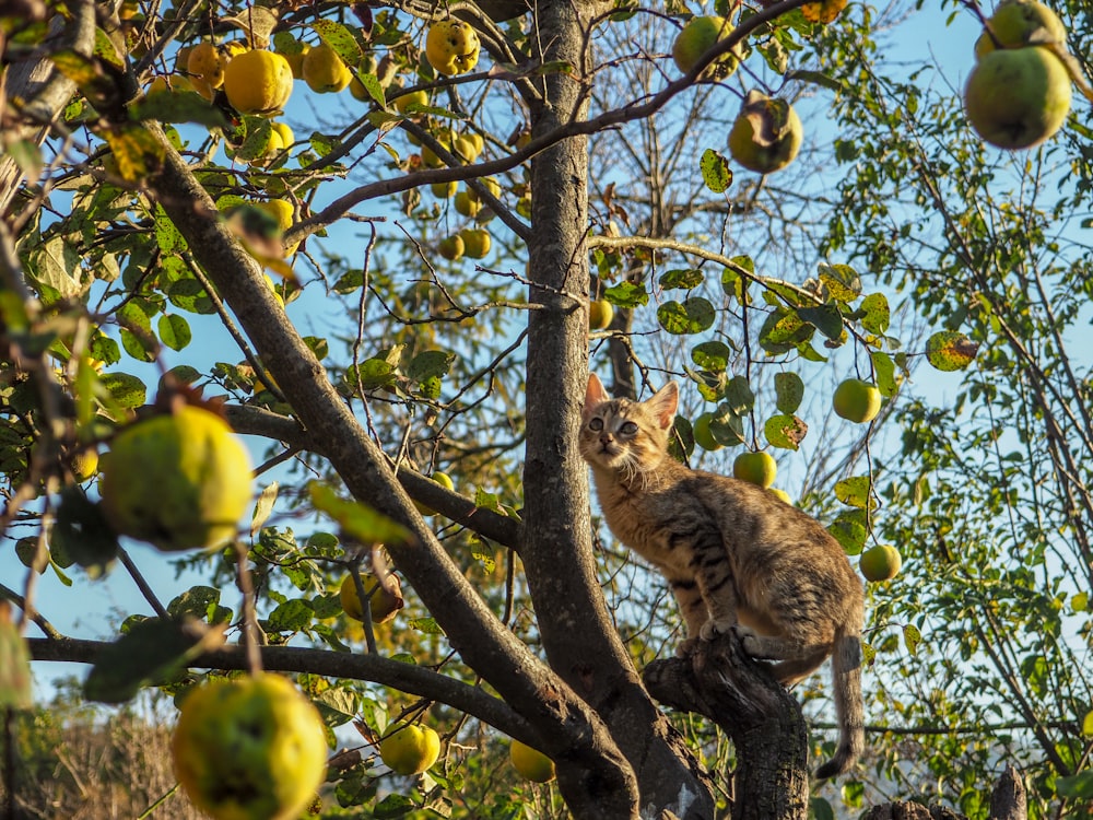 brown tabby cat on tree