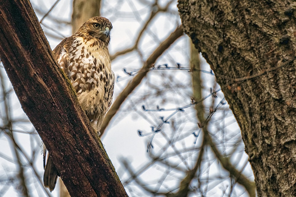 brown and white owl on brown tree branch during daytime