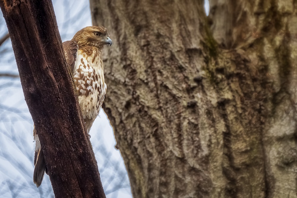 brown and white bird on brown tree branch