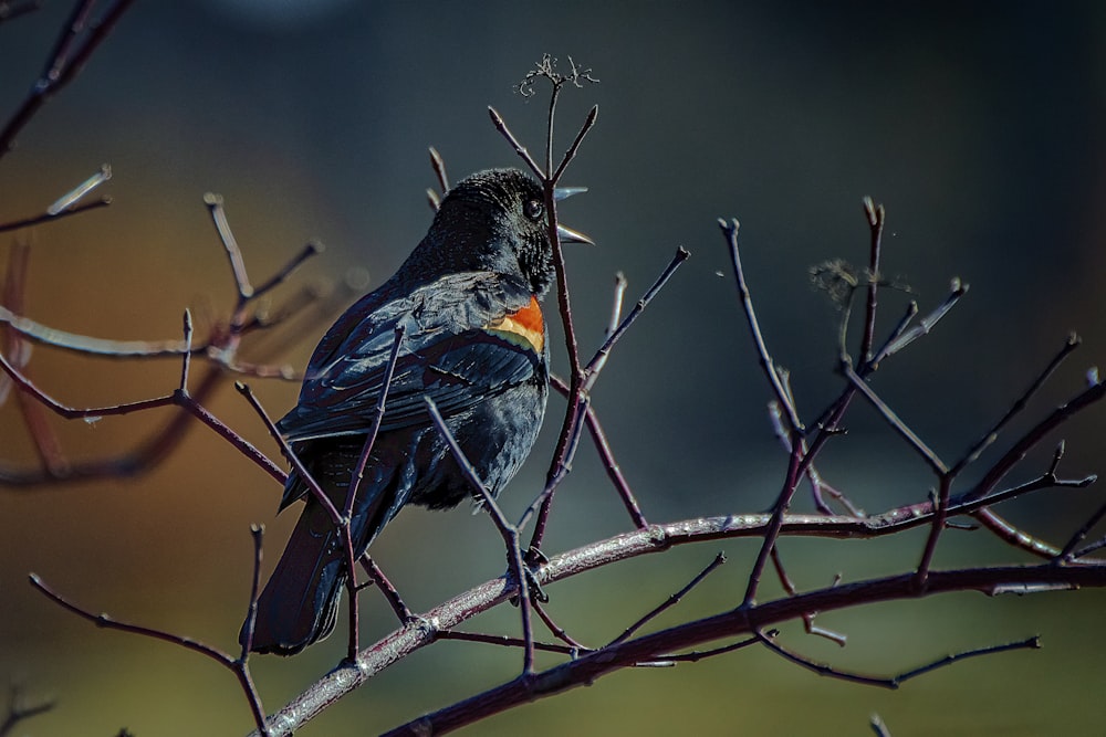 blue and brown bird on brown tree branch