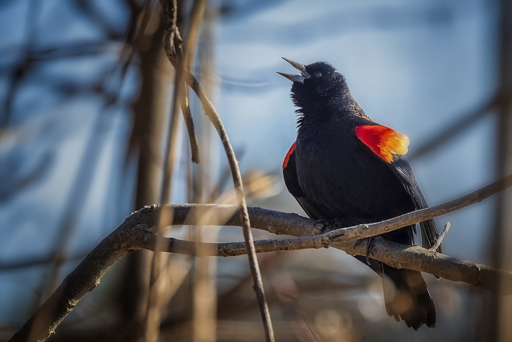 black and red bird on brown tree branch