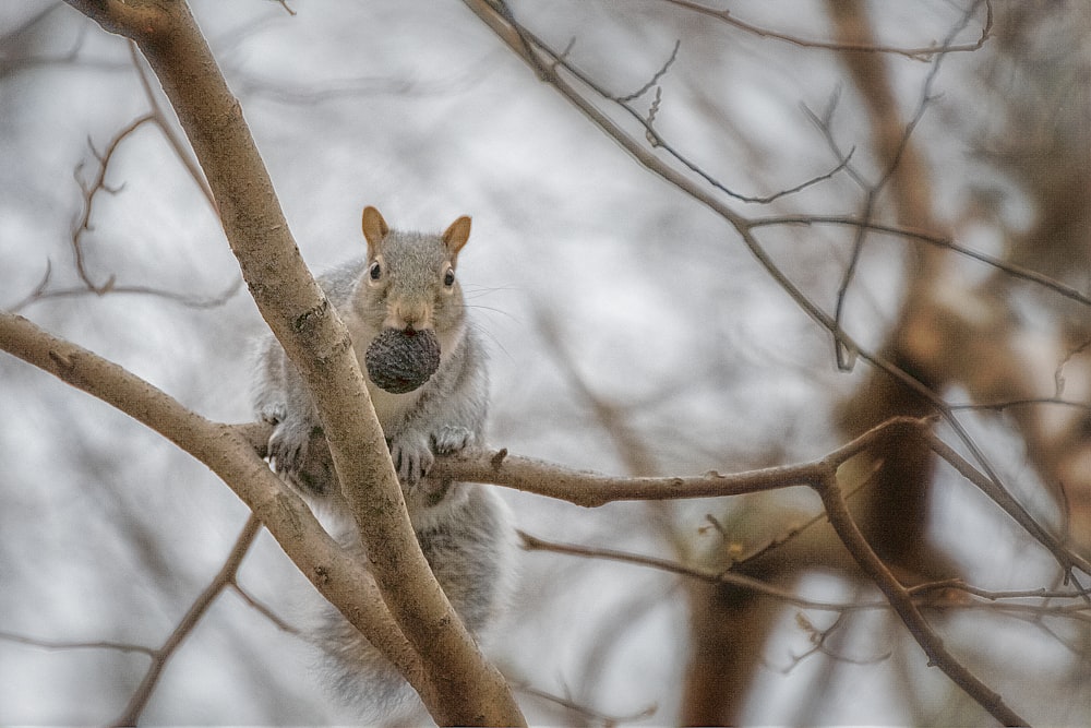 scoiattolo marrone sul ramo marrone dell'albero durante il giorno
