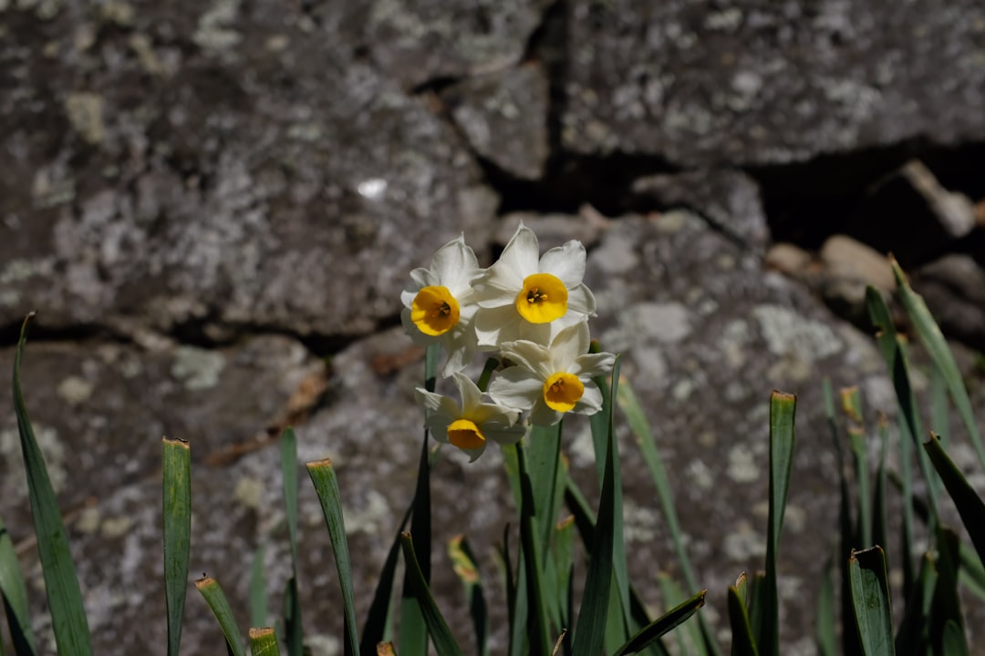 white flower with green leaves