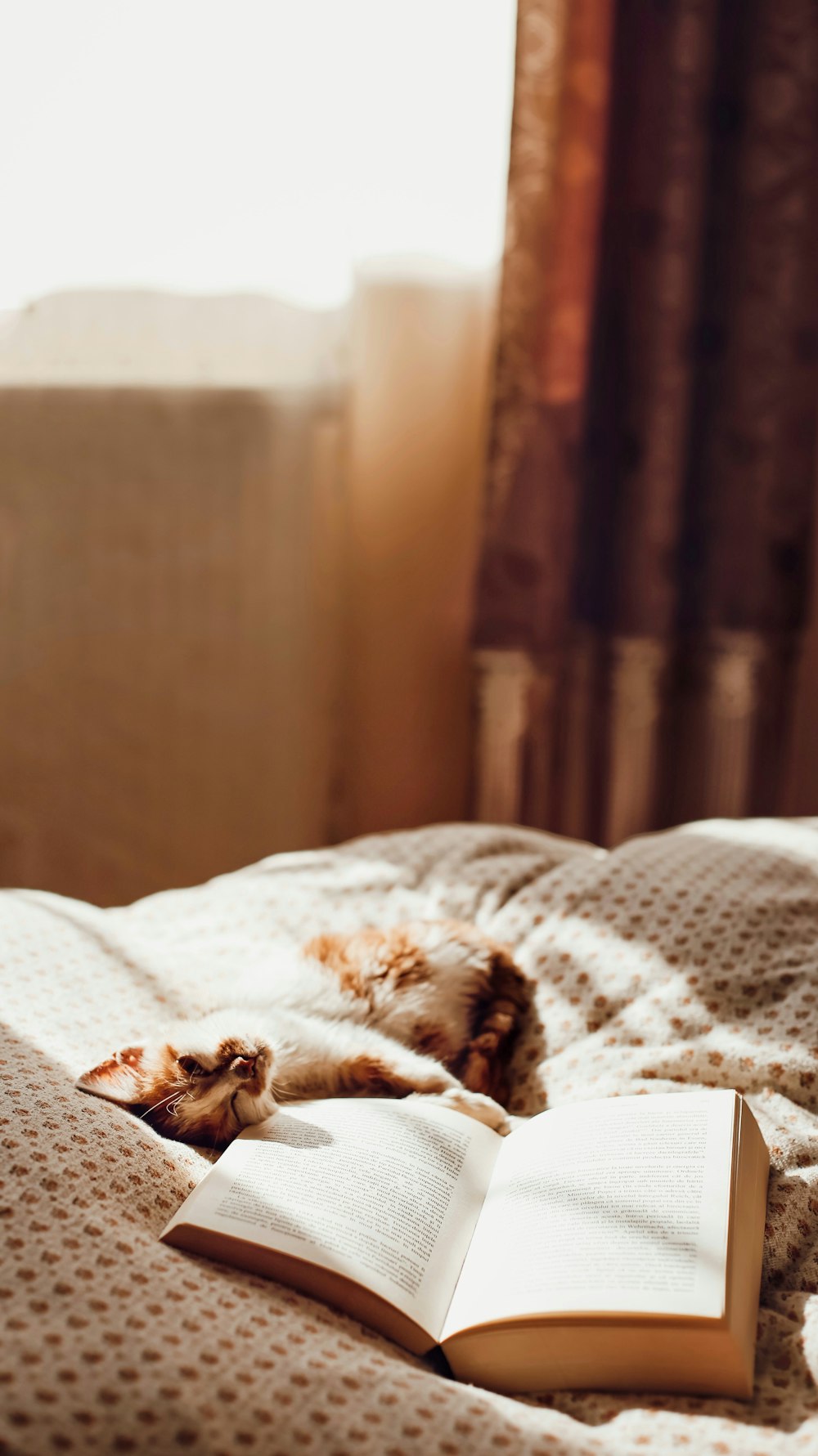 brown and white cat lying on bed