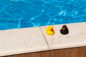 yellow and black duck on white concrete surface of an above ground pool
