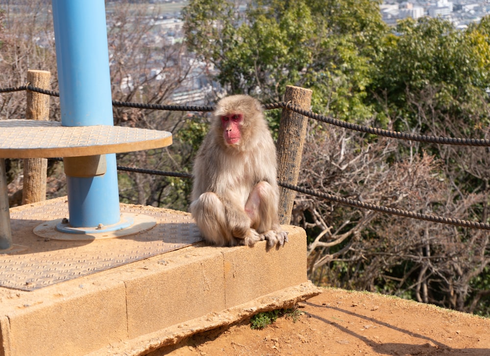 brown monkey sitting on brown concrete bench during daytime