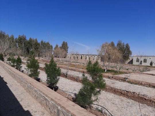 green trees on brown dirt road during daytime in Kashan Iran