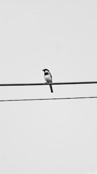 grayscale photo of a bird on a wire