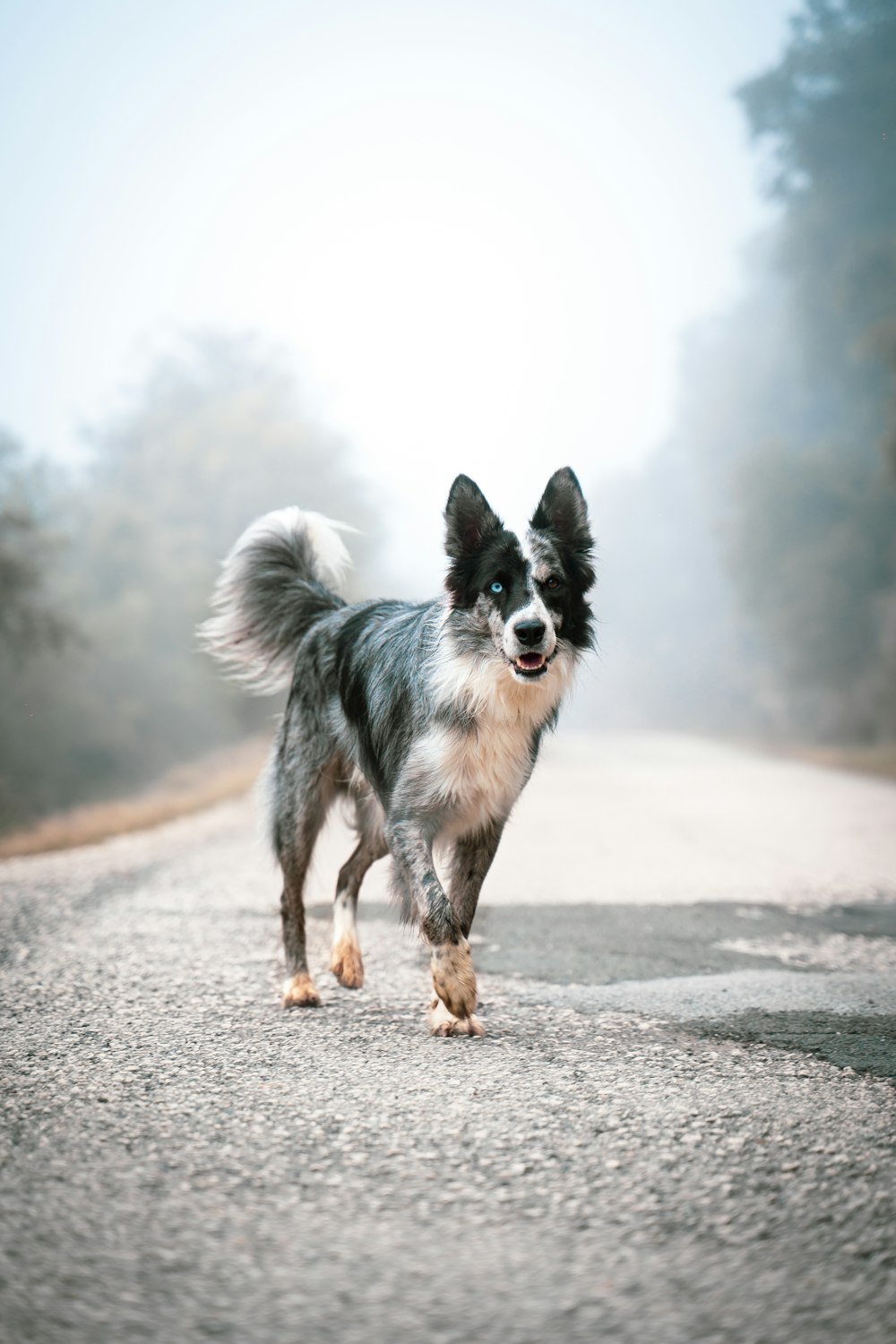 black and white border collie running on the road during daytime