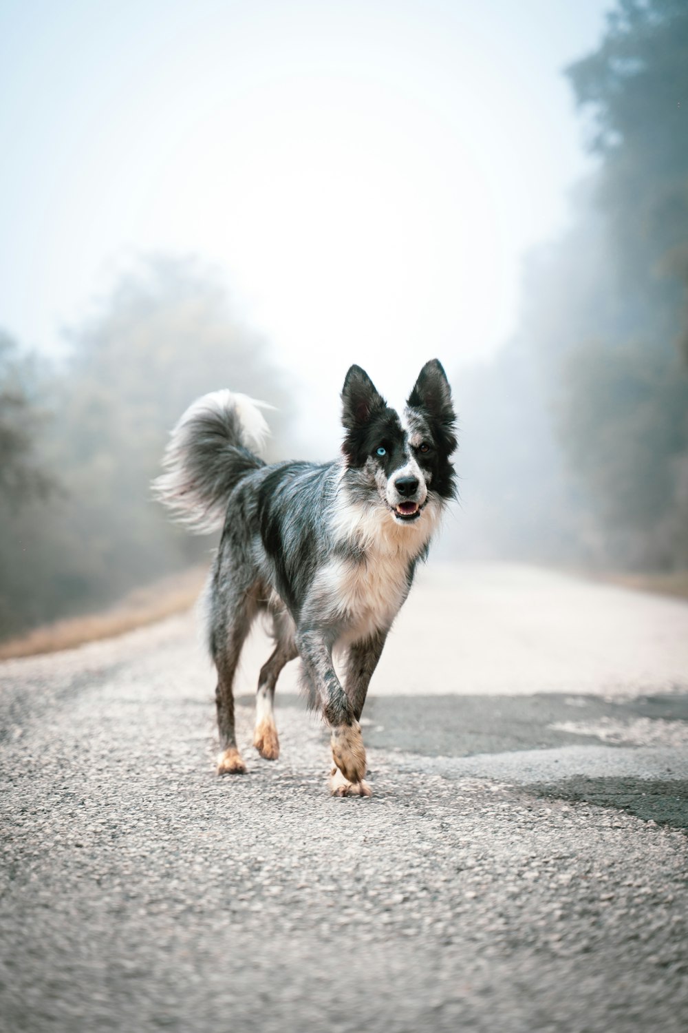 border collie in bianco e nero che corre sulla strada durante il giorno