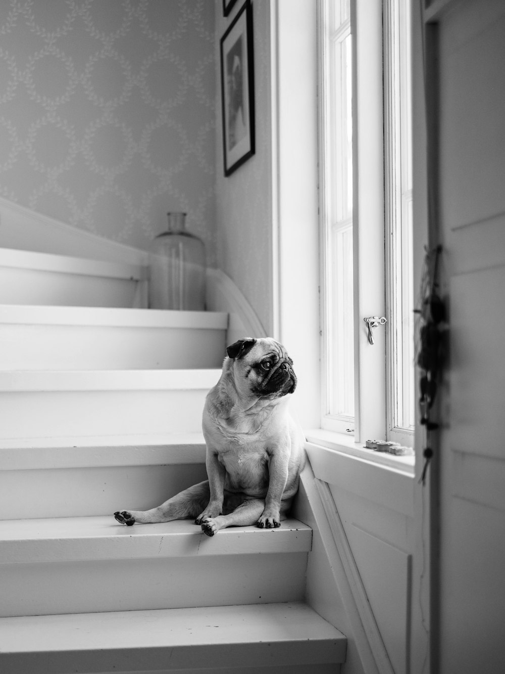 pug on white wooden table