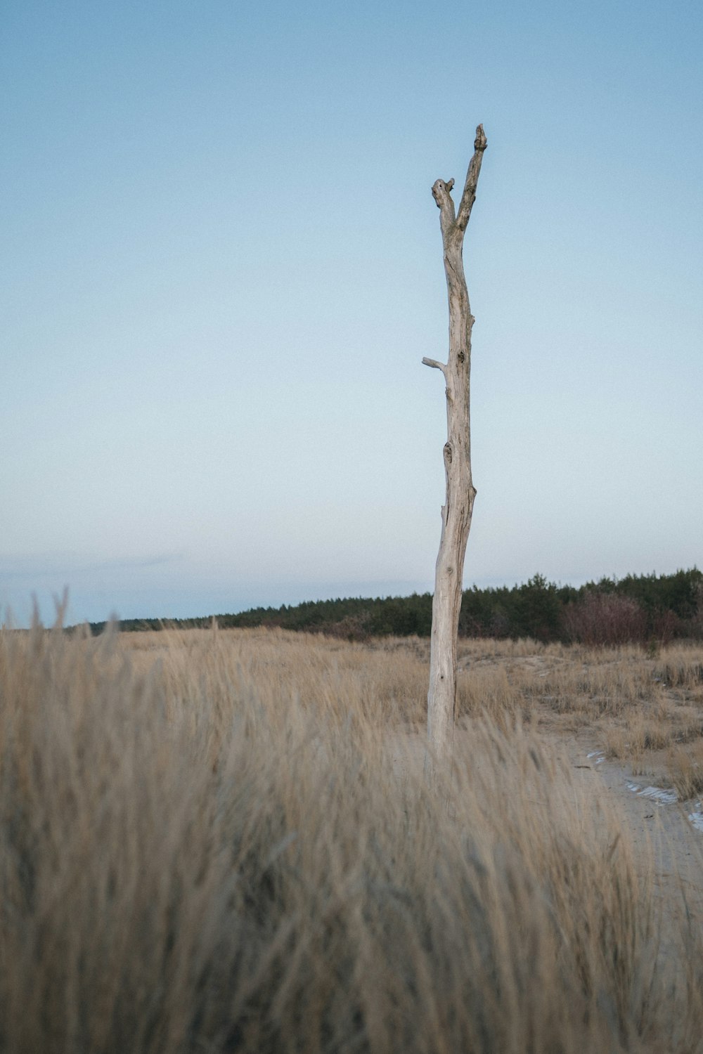 brown bare tree on brown grass field under blue sky during daytime