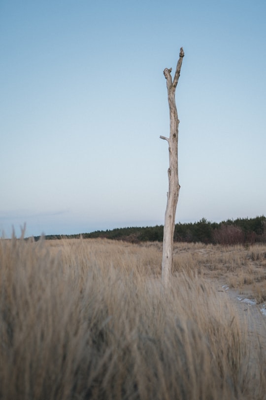 brown bare tree on brown grass field under blue sky during daytime in Jūrmala Latvia