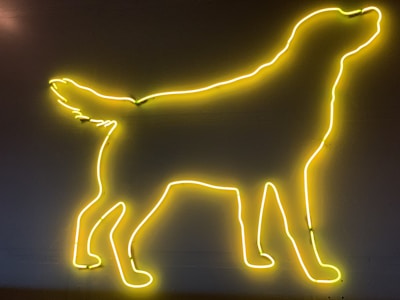A close-up aerial shot of a person with their pet, framed by glowing blue neon outlines creating a futuristic vibe.