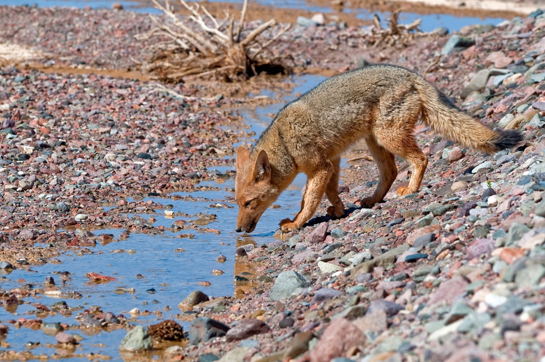 travelers stories about Wildlife in San Juan, Argentina