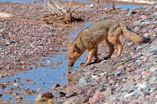 brown fox walking on rocky ground during daytime in San Juan Argentina