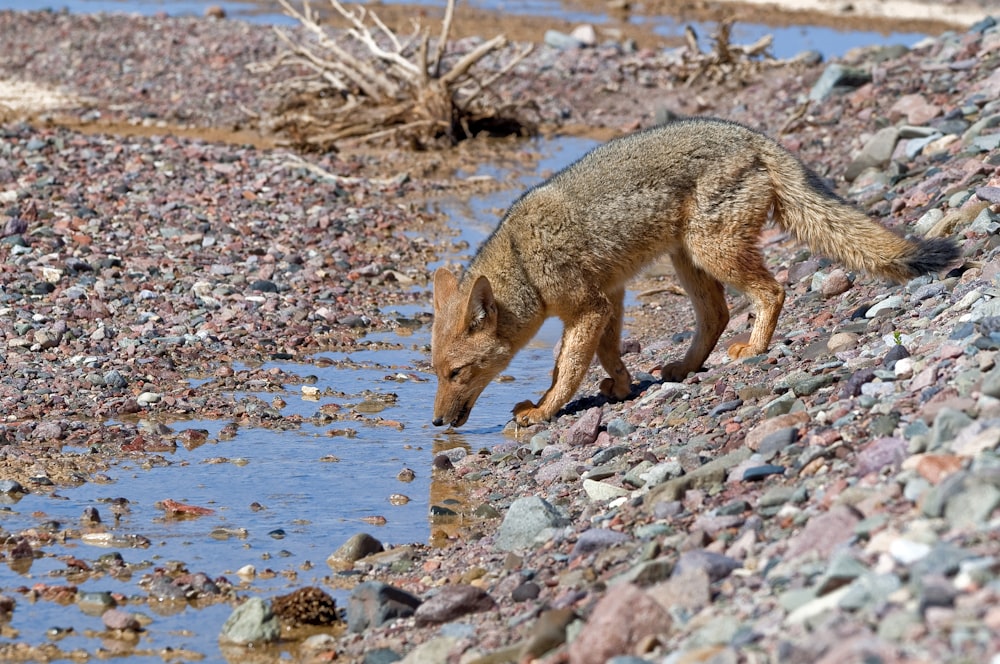 brown fox walking on rocky ground during daytime