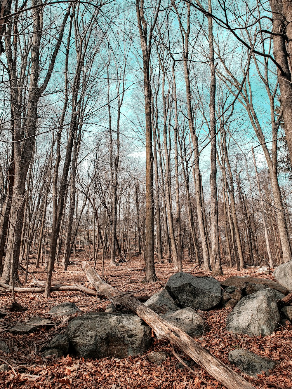 bare trees on brown field during daytime