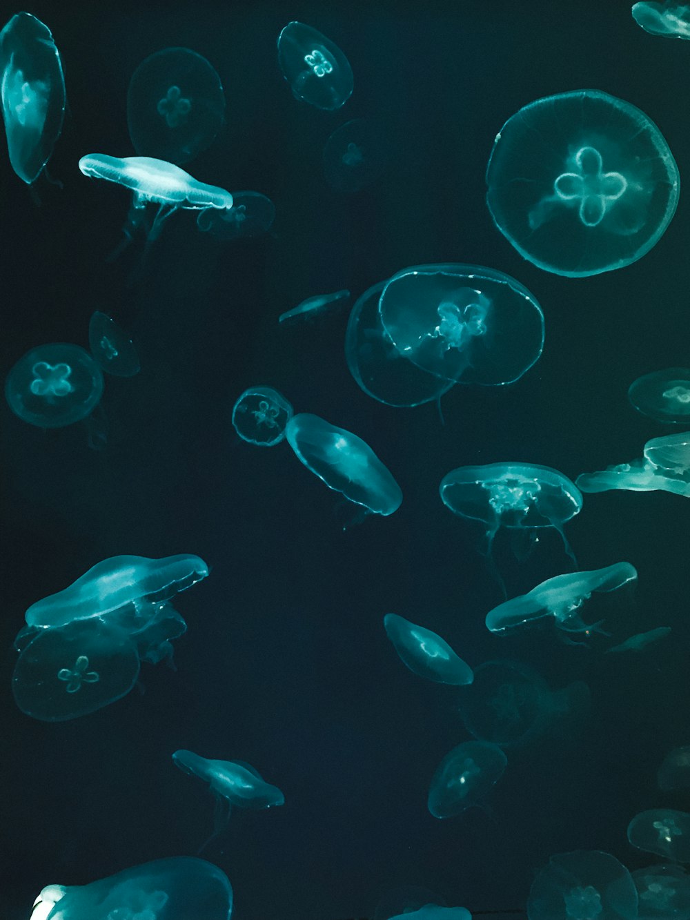 blue and white jellyfish in water