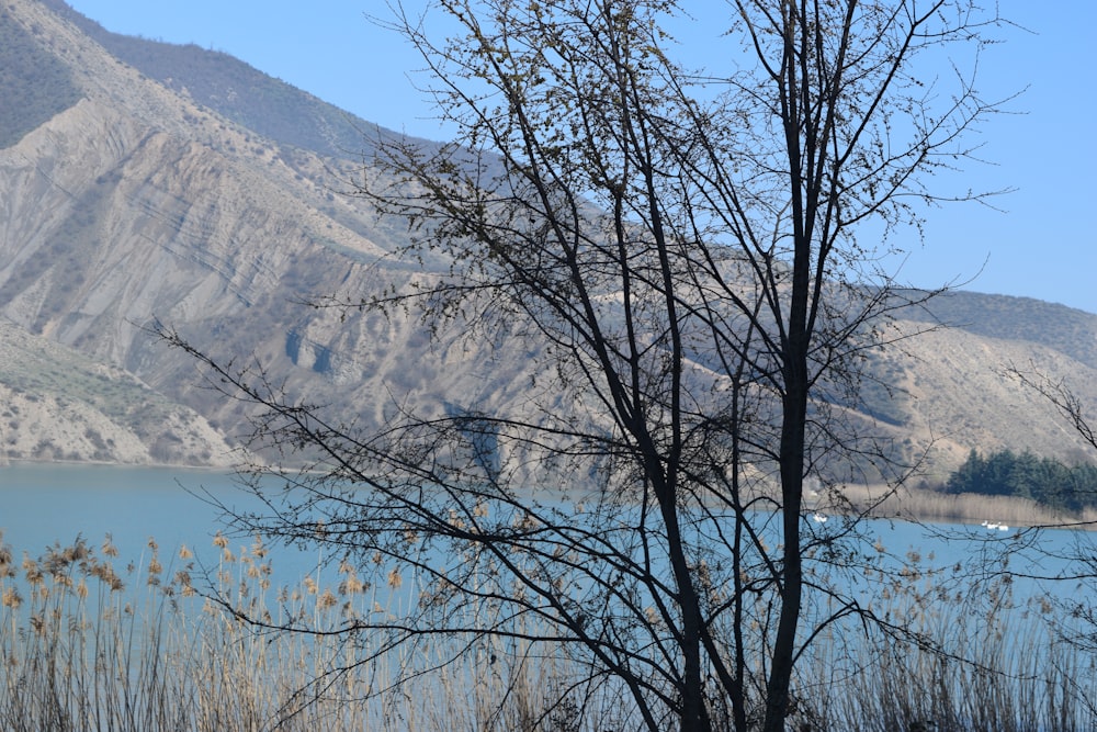 bare tree near snow covered mountain during daytime