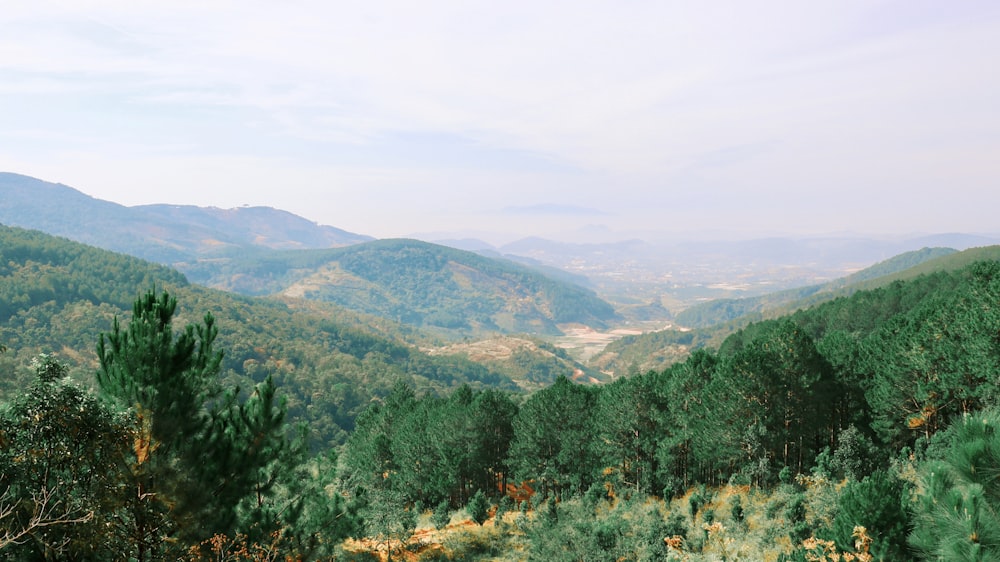 green trees on mountain during daytime