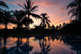 A creative shot capturing a palm tree against a deep purple sky, with a glistening pool visible far behind.