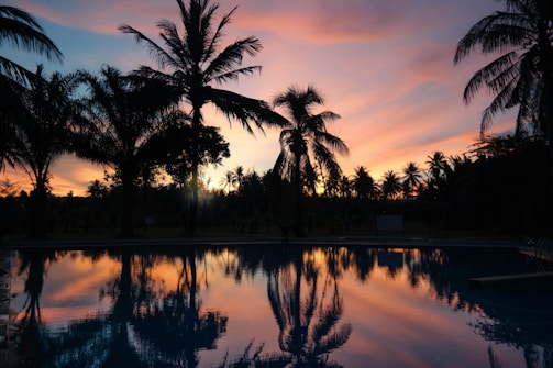 Image of a purple gradient sky framing a tall palm against a shimmering pool.