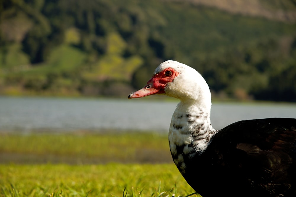 white duck on green grass field during daytime