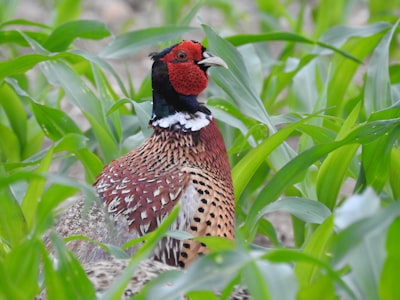 red black and white bird on green plant