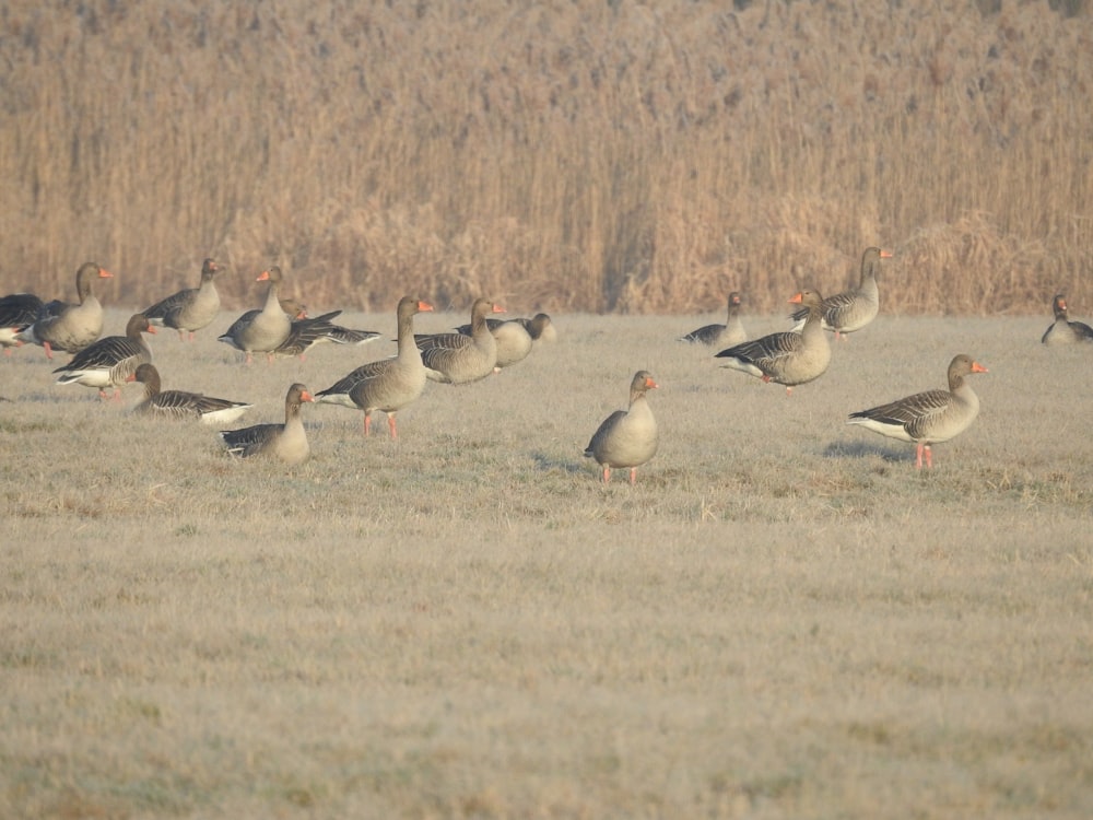 flock of geese on brown field during daytime