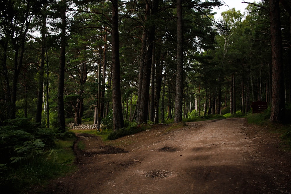 brown dirt road in between green trees during daytime