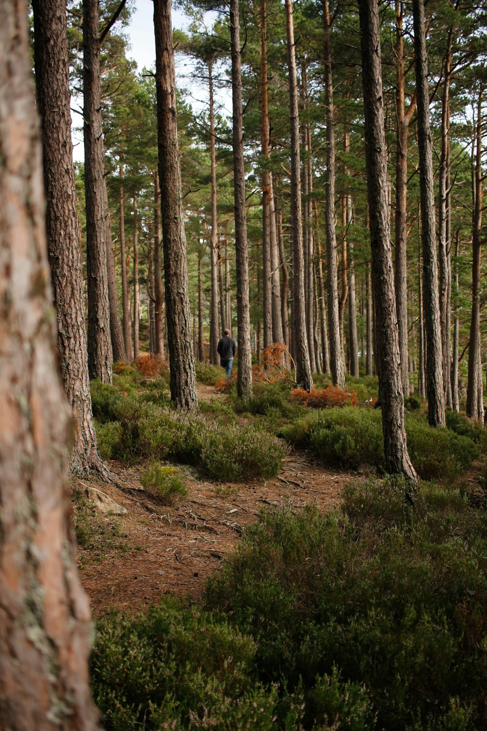 personne en veste noire debout dans les bois pendant la journée