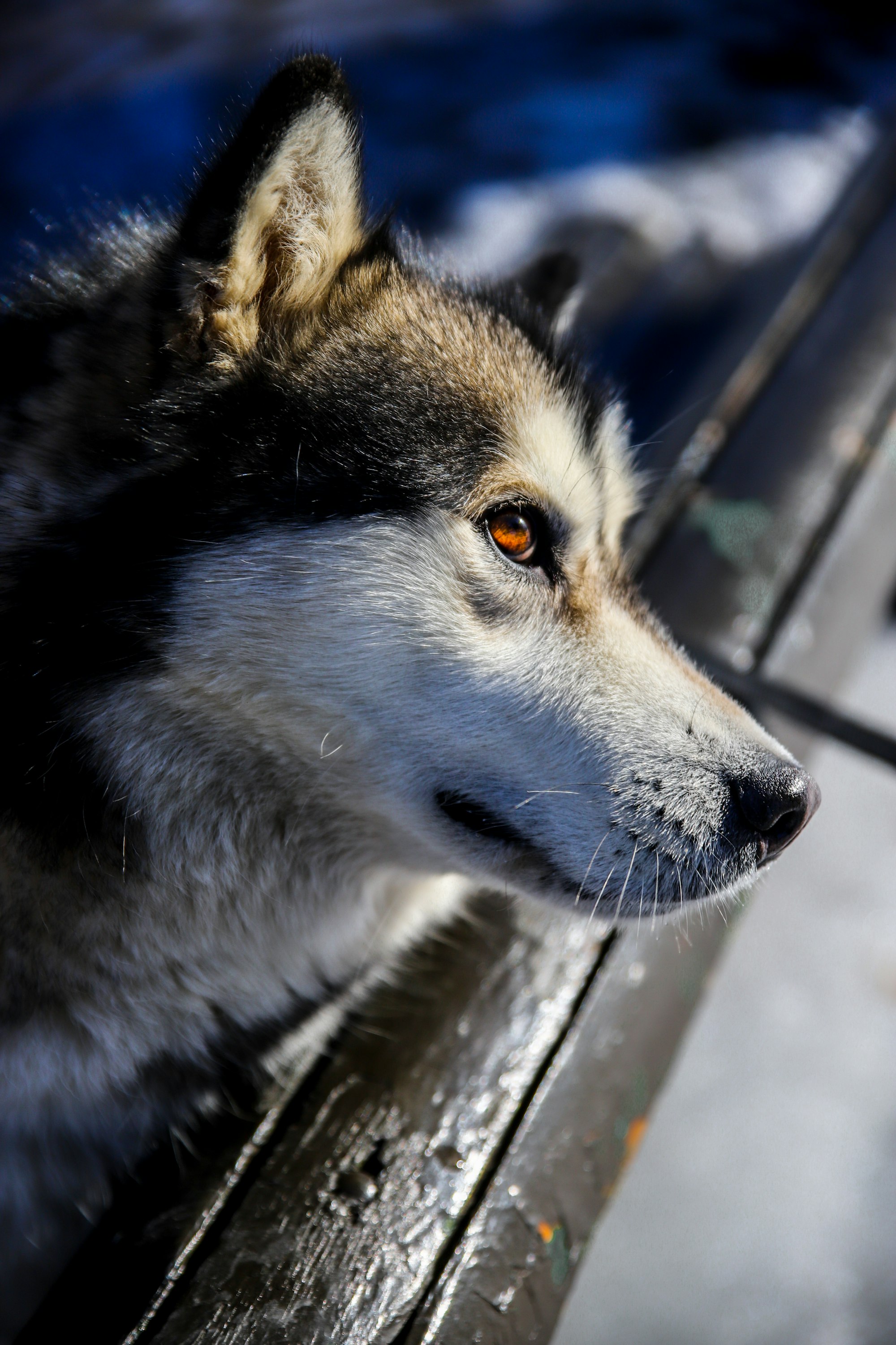 Charming Husky dog